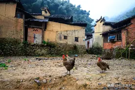 农村驱蛇有绝招，门前种植这种草，种过的农民都说管用图片