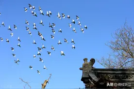听，那鸽哨声声图片