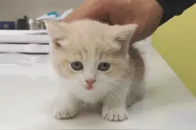 医生要给猫咪检查，小奶猫不配合被铲屎官按住了，喵：你到底帮谁图片