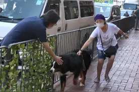 苑琼丹帮艾威照顾爱犬，遛超巨型伯恩山不成反被遛，路人表情亮了图片