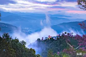 景东县“仓福德”古茶区图片