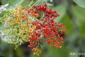 高考前再做一套语文试卷：江西重点中学协作体2020届高三语文试卷图片