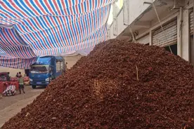 专坑国人的“硫磺八角”，为何不用烘干机烘干，而要熏制？图片