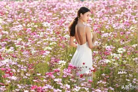 格桑花丛中拍美照，这48字摄影口诀，4大拍摄要点须记牢图片