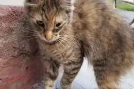 女子收养了一只流浪猫，随后竟逆袭成神仙颜值：真是捡到宝了图片