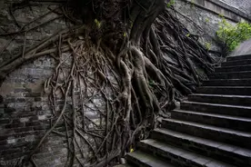 广西南宁有一段古城墙，墙上爬满“树坚强”，墙砖都快被撑破了图片