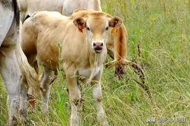 养牛自繁自养利润高，母牛饲养和配种要注意啥，尤其是初产母牛图片