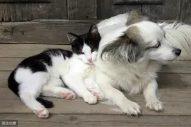 猫狗双全，真的和谐温馨又治愈吗？主人们又需要注意些什么呢？图片