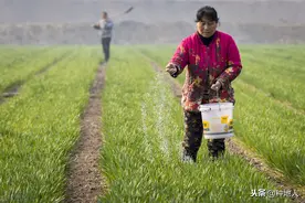 含“氯”肥料使用有讲究，牢记这些不吃亏图片