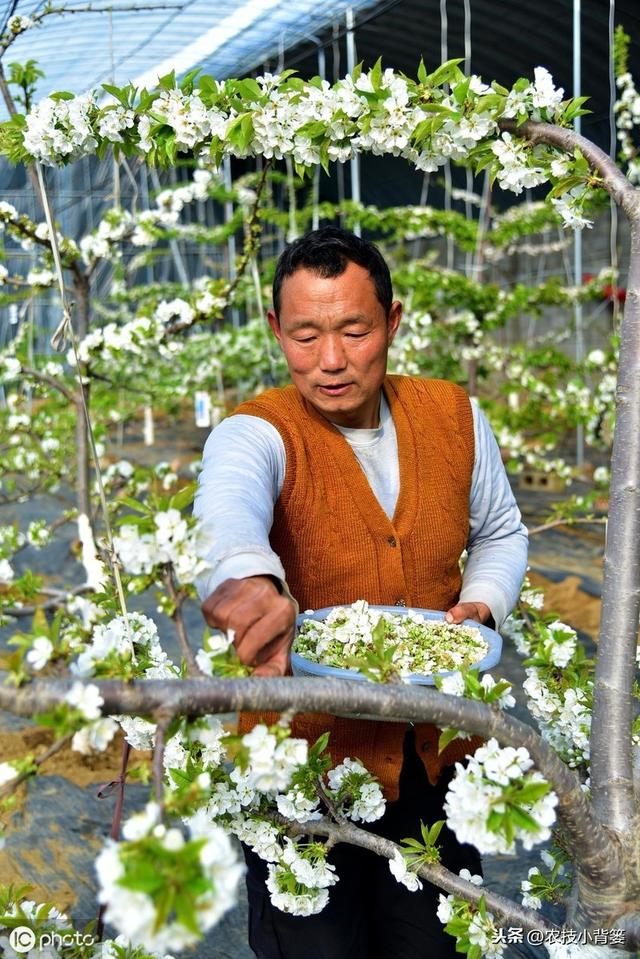 果树落花落果是啥原因造成的？如何保花保果才能使果园后期高产？