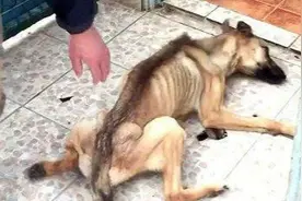 主人出差一个月，狗狗饿得瘦骨如柴，像白骨精，恢复原貌后太帅了图片