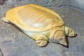 故事：黄河摆渡人放生白乌龟，半夜遇到劫匪，筷子立在水中，救了他一命图片