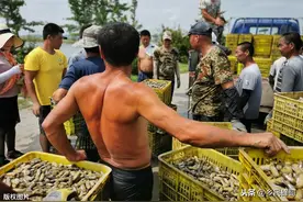 时下水产养殖正当季，缢蛏养成如何做？走好关键这几步，坐等收成图片