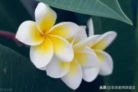 高二语文试题刷起来：聊城市高二下学期期末语文试题及答案图片