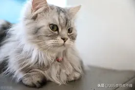 猫从十楼跳下去之后……图片