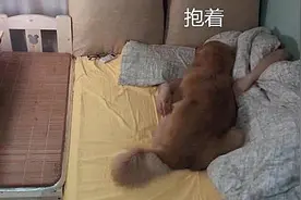 金毛总喜欢挨着主人睡，男子嫌太热搬去狗床：你是狗皮膏药吗？图片