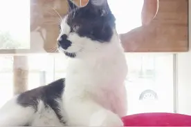 猫咪喝水，坐姿十分妖媚：果然是能瘫着就不坐着吗图片