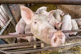 农民在自家院子里养猪，合法吗？为什么会这样？图片