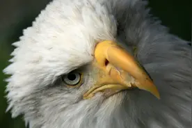 白头海雕 眼神犀利图片