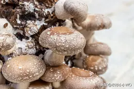 塑料大棚立体栽培香菇，产量高不高！这几步很关键图片