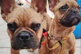 我家的萌宠法斗：铁牛与公主的日常图片