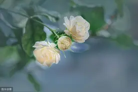 虎头茉莉修剪后会黑杆？手把手教你修剪，杜绝黑杆多开花图片