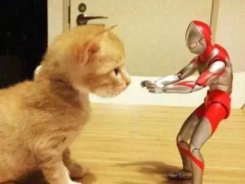 自从猫咪有奥特曼陪伴后，变得异常活跃，看到相处模式主人舒服了