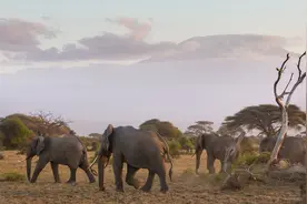 非洲最“开放”的原始部落！所有人都不穿衣服，用泥巴做“盔甲”图片