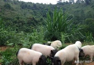 世界长寿之乡美食之：烤香猪