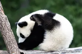 柏林大熊猫双胞胎与游客见面，不是趴着就是躺着，尽显萌萌可爱图片