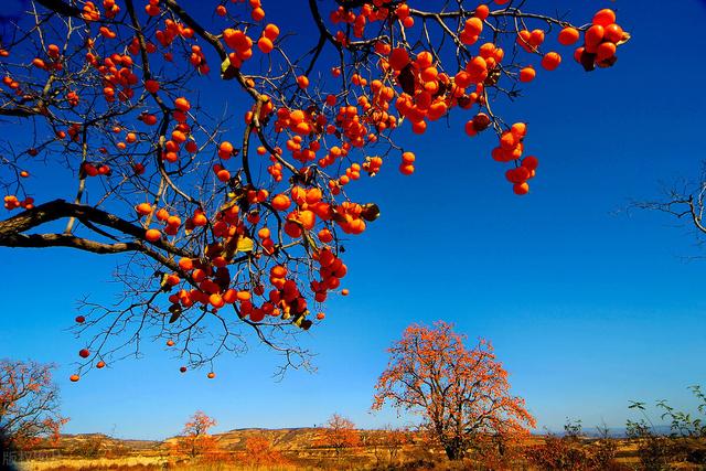 这种水果你吃过吗，绵软能用吸管嘬，其中良品晒干晾制后还有流心