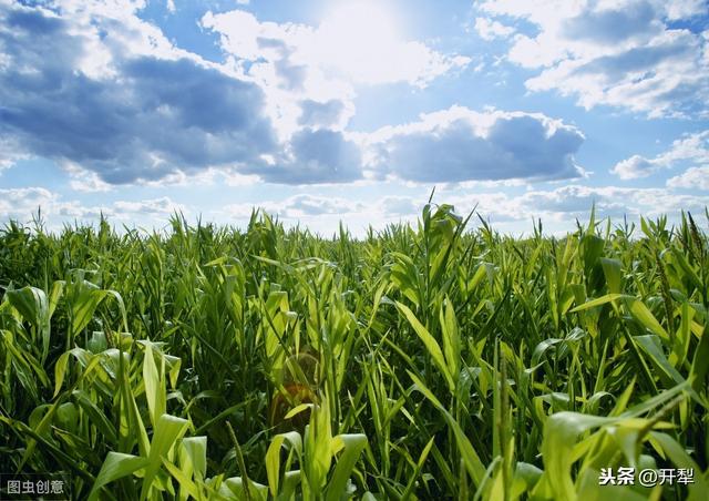 玉米除草剂药害症状及防缓方法