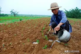 阜阳沿淮行蓄洪区抢种补种基本完成，退水田地实现“应补尽补”，力争灾后好收成图片