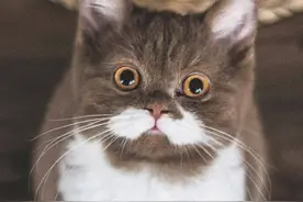 发现一只可爱的猫咪！你喜欢它吗？图片