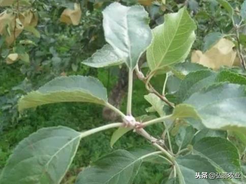 解密螯合氨基酸水溶肥
