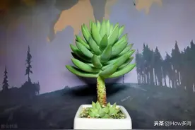 家养多肉植物度夏知多点｜千佛手变黑了，叶子一碰就掉，怎么办？图片