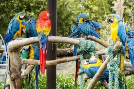 我们市野生动物园里的鹦鹉，多到塞不下了！都是被没收的鹦鹉图片