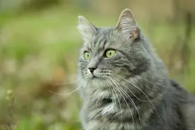 没有一手摄影技术，都不好意思养的美猫，西伯利亚森林猫图片