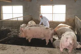 养猪自配高效饲料：每天长2斤，四个月出栏，中药配合，四段投料图片