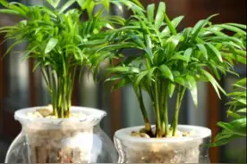 所有植物皆可水培？一定要记住，里面有“猫腻”，要谨防上当图片