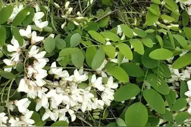 吃过槐花的快进来看看，现在知道这些还不算晚图片