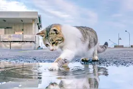 网友镜头下雨后的猫猫们，超美，快点做壁纸图片