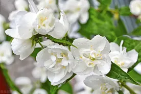 茉莉花繁殖方法教给你，茉莉花繁殖成活率高吗？专家：高图片