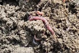 延庆的蚯蚓“复工”了 直接参与农村废弃物循环再利用图片