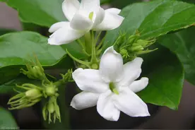 10月茉莉花到底剪不剪？区别对待，更省心图片