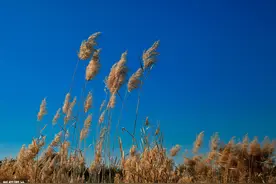 卜算子·芦花——刘存发图片