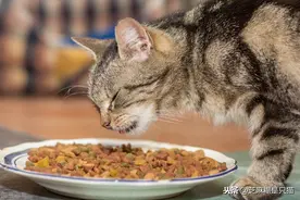 猫咪真的适合吃猫粮吗？其实猫粮才是这几种疾病的根源图片