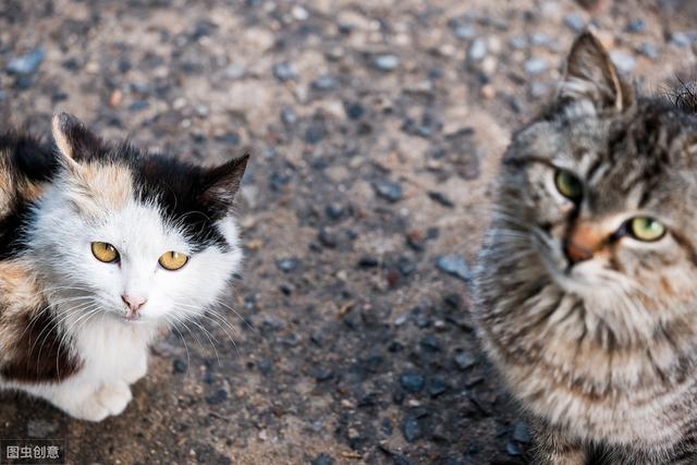 鐚繀椤荤殑11绉嶆皑鍩洪吀閮芥槸骞插暐鐨勶紵鐗涚：閰稿叾瀹炴槸鐚悎鎴愯儐鐩愮敤鐨? onerror=