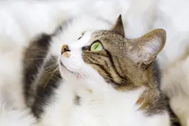 猫鼻支的症状以及猫鼻支的治疗图片