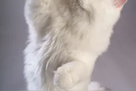 使用显得有点悲哀的象征性小跳跃，猫咪会站起来与人打招呼图片